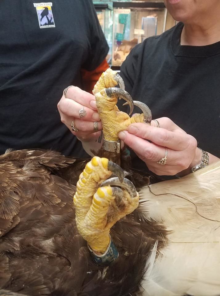 eagle therapy